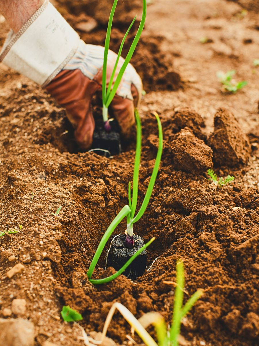 plants being placed in soil at equal distance for optimum nutrition and growth