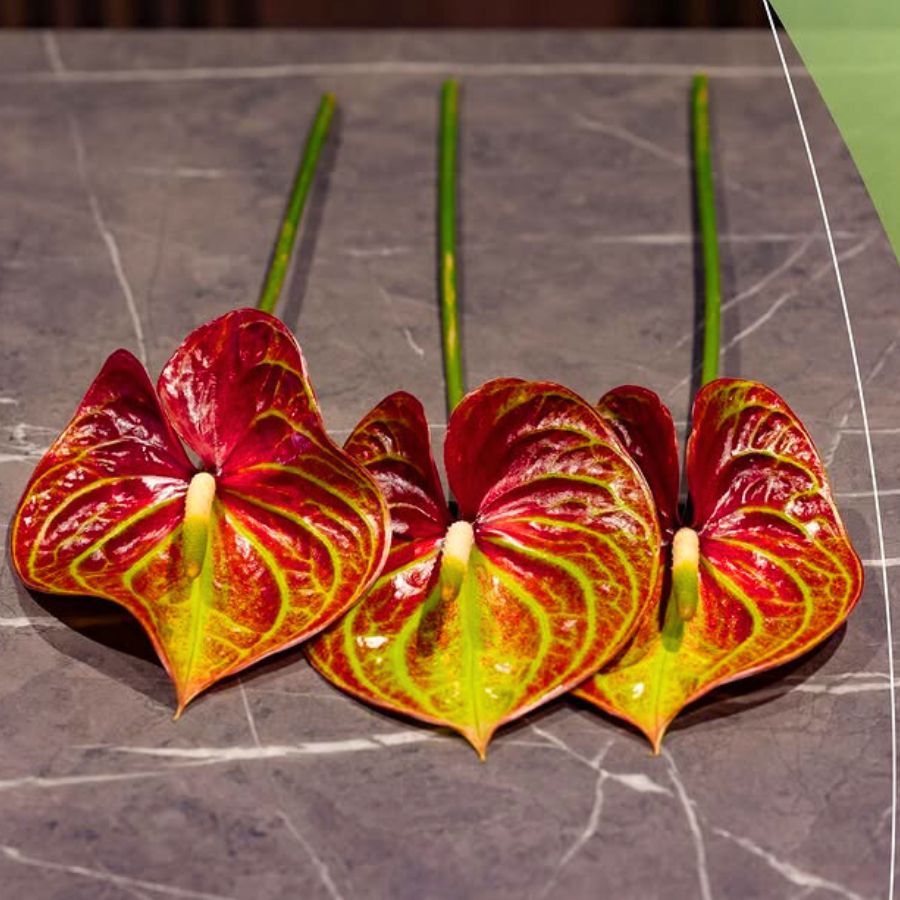 Anthurium Caribean by Anthura