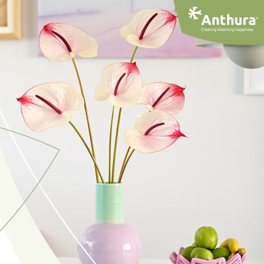  Anthurium Cumbia by Anthura