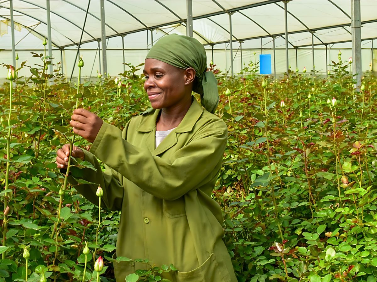 Fairtrade Certified Farms Provide Crèche and Daycare Centers Where Kids Are Cared for When Their Mothers Are Working.