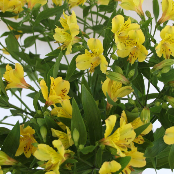 Alstroemeria Lemon Tesselaar