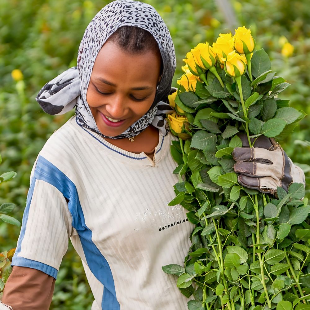 Holla Roses’ Innovative Sustainable Practices Recognized