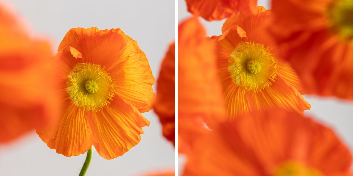 Arancio poppy by Floraprima