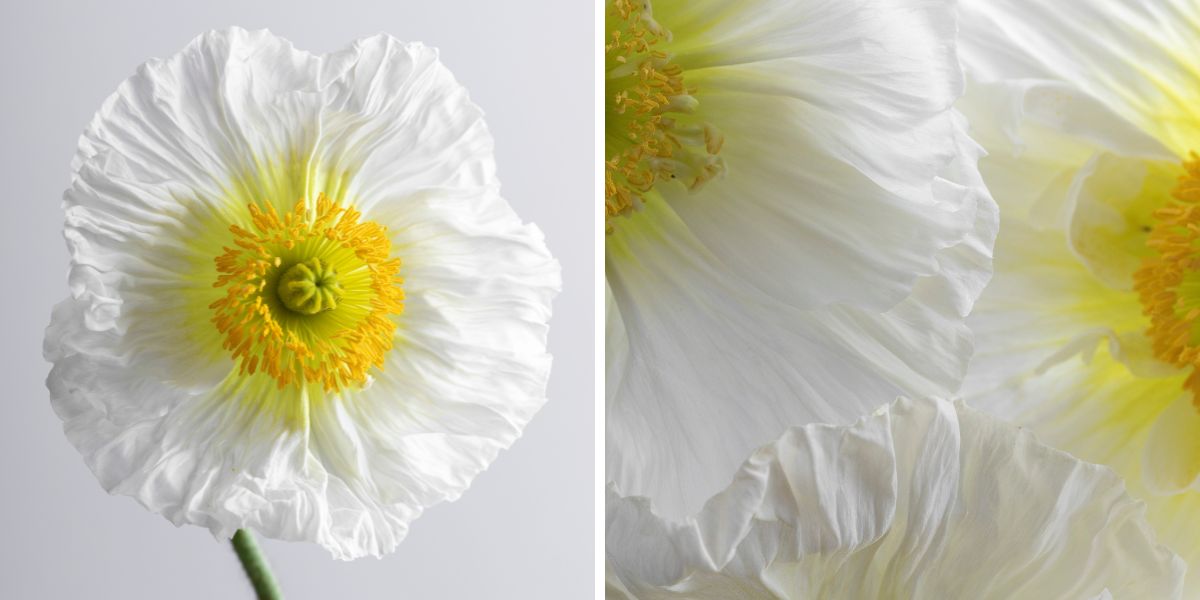 Bianco poppy by Floraprima