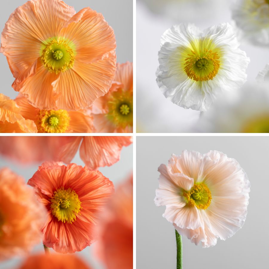 Peachy colors in poppy varieties by Floraprima