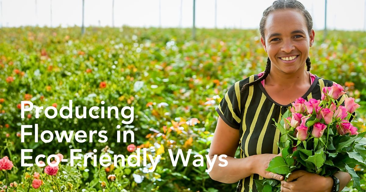 Holla Roses’ Innovative Sustainable Practices Recognized