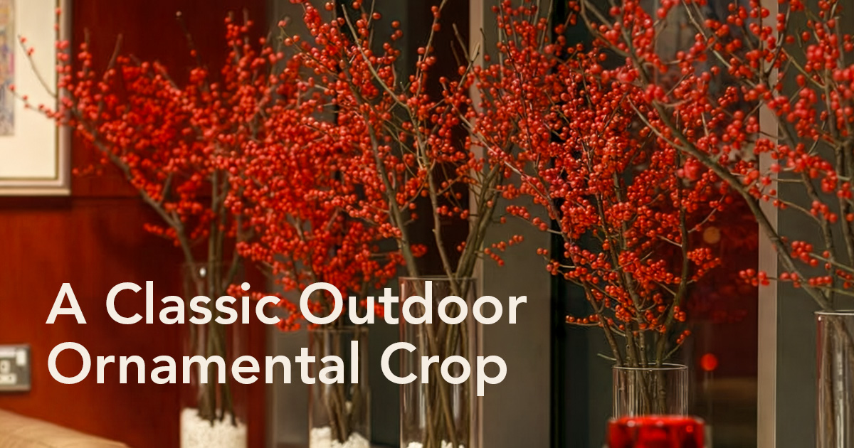 Coloriginz Ilex KMB Flowers