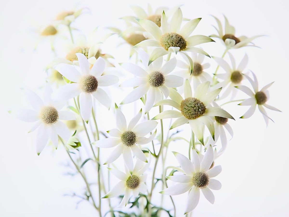 Aucnet Guarantees That Flannel Flowers From Japan’s Gifu Prefecture Reach Global Markets.