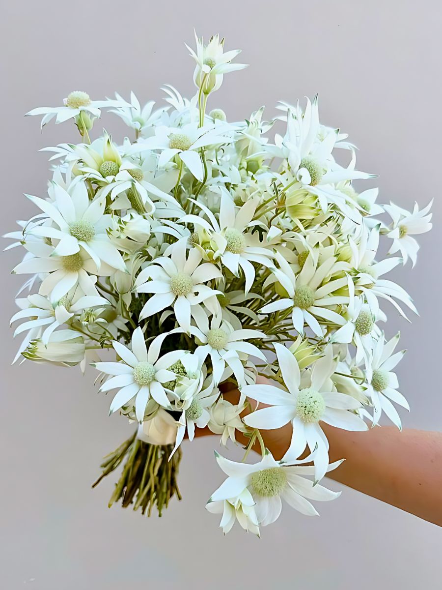 Aucnet Guarantees That Flannel Flowers From Japan’s Gifu Prefecture Reach Global Markets.