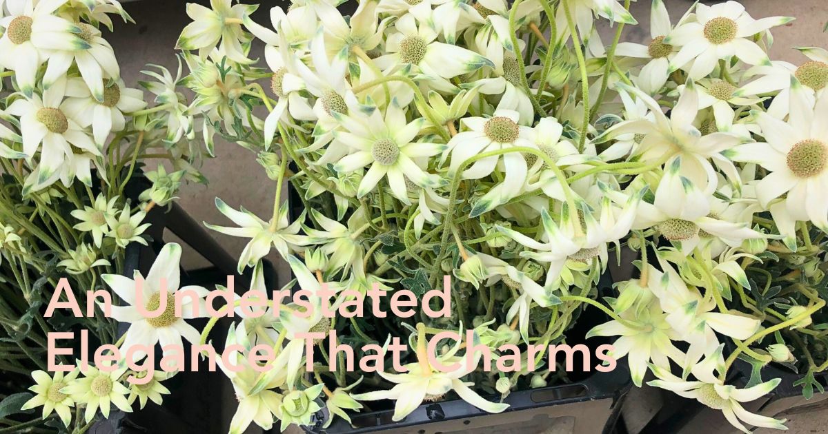 Aucnet Guarantees That Flannel Flowers From Japan’s Gifu Prefecture Reach Global Markets.