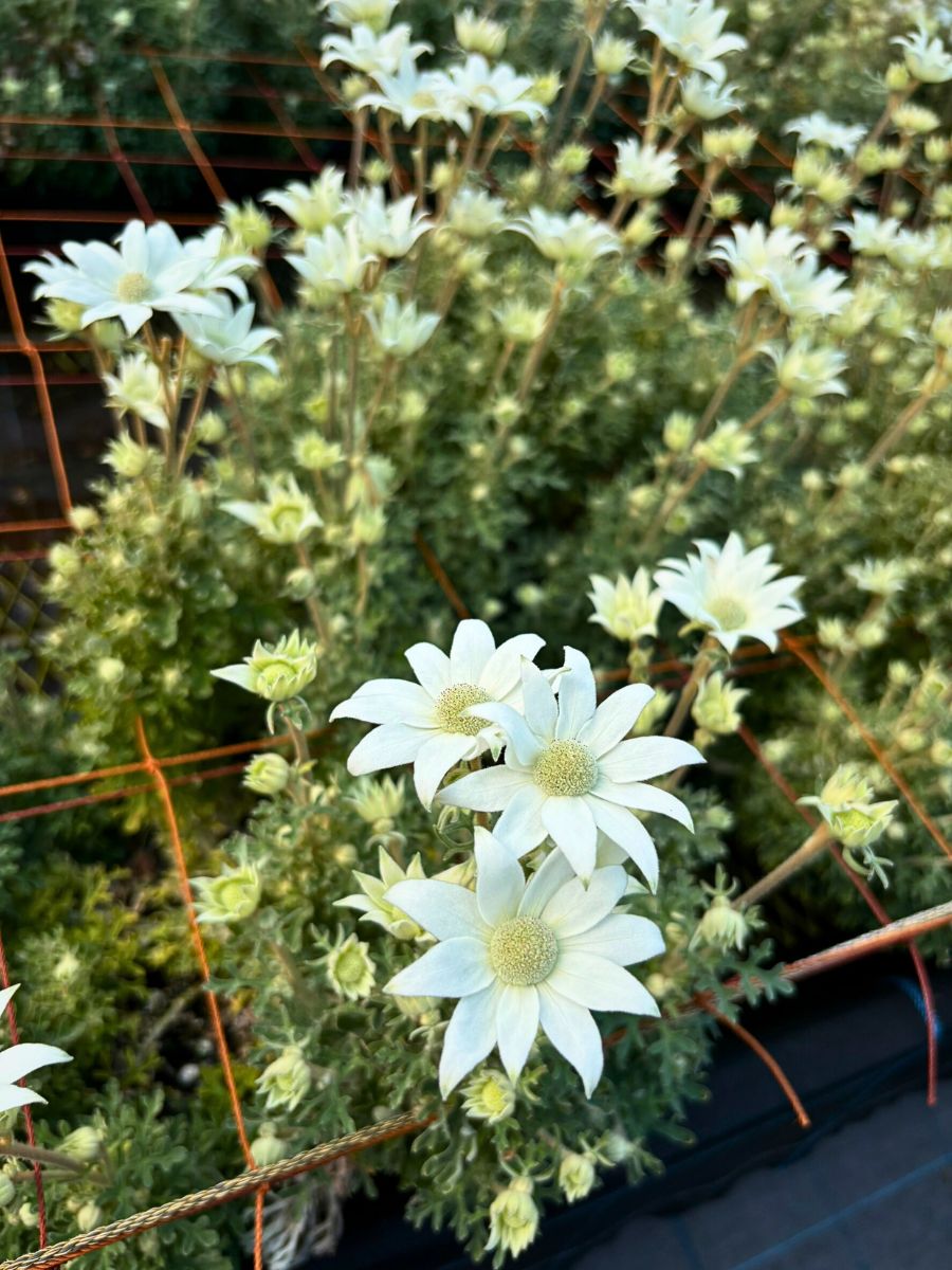 Aucnet Guarantees That Flannel Flowers From Japan’s Gifu Prefecture Reach Global Markets.