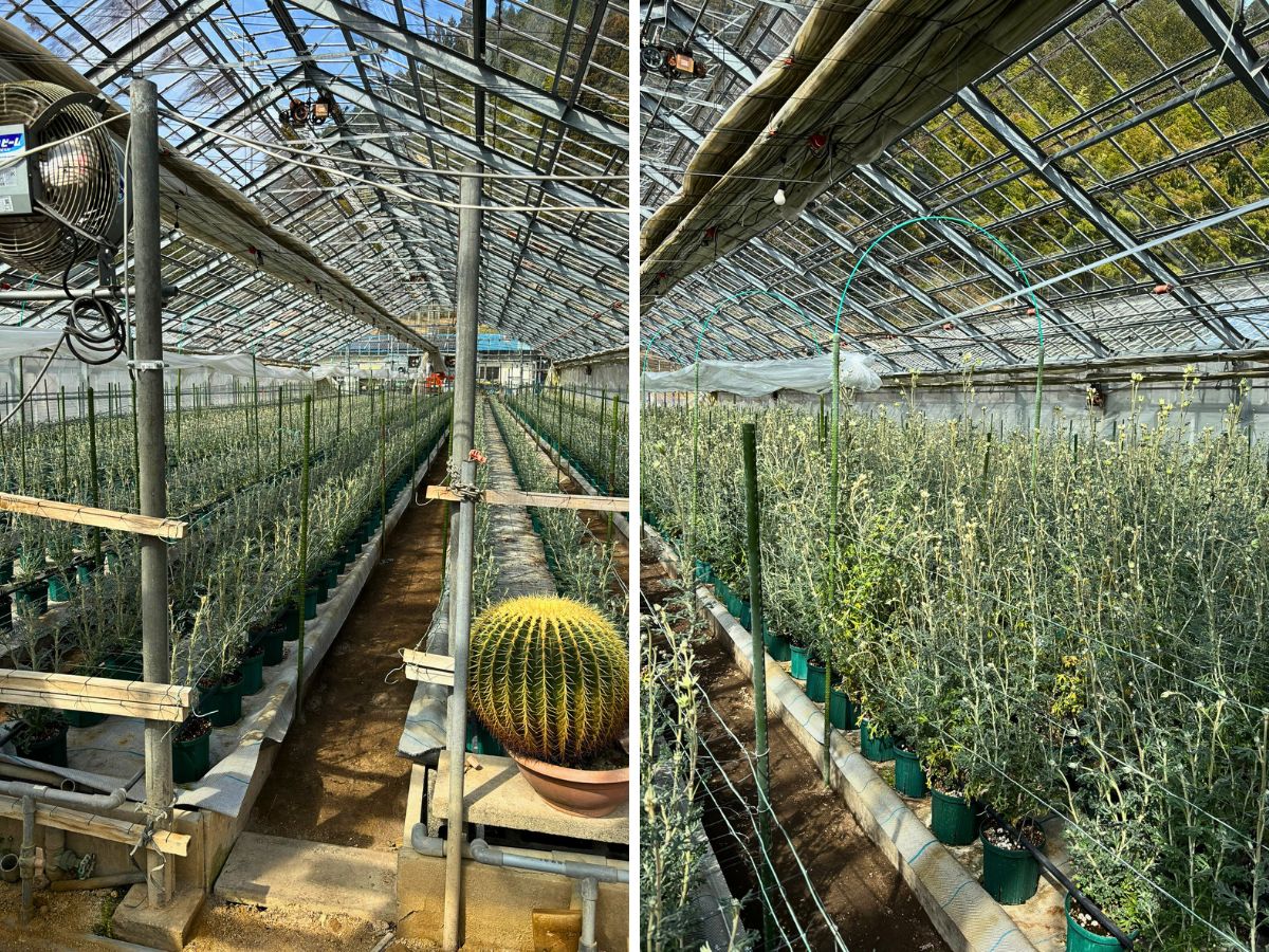 Aucnet Guarantees That Flannel Flowers From Japan’s Gifu Prefecture Reach Global Markets.