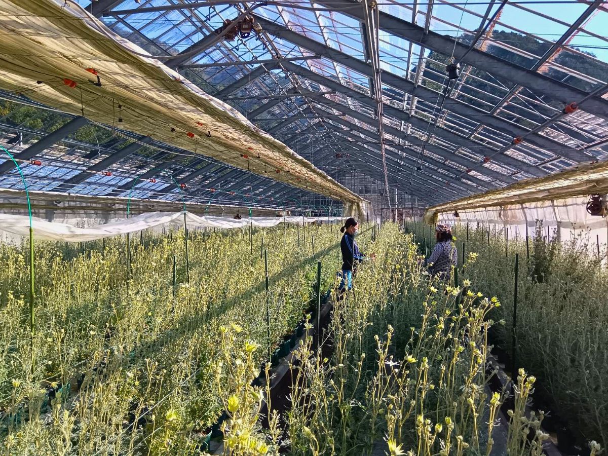 Flannel cultivation in the greenhouse Aucnet Guarantees That Flannel Flowers From Japan’s Gifu Prefecture Reach Global Markets.