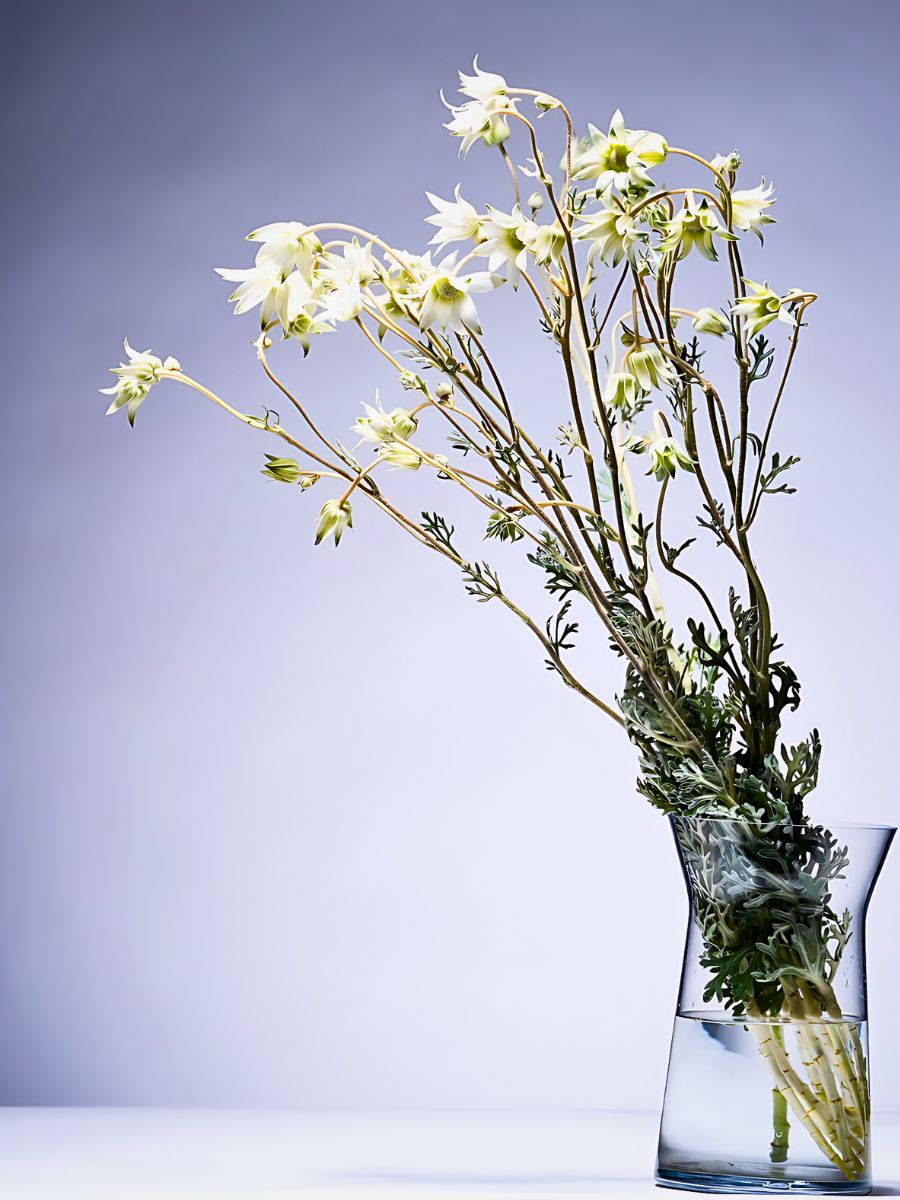 Aucnet Guarantees That Flannel Flowers From Japan’s Gifu Prefecture Reach Global Markets.