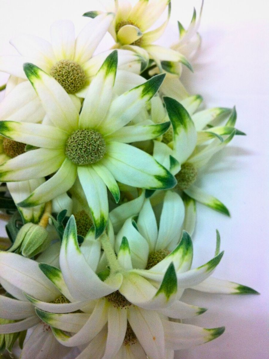 Aucnet Guarantees That Flannel Flowers From Japan’s Gifu Prefecture Reach Global Markets.
