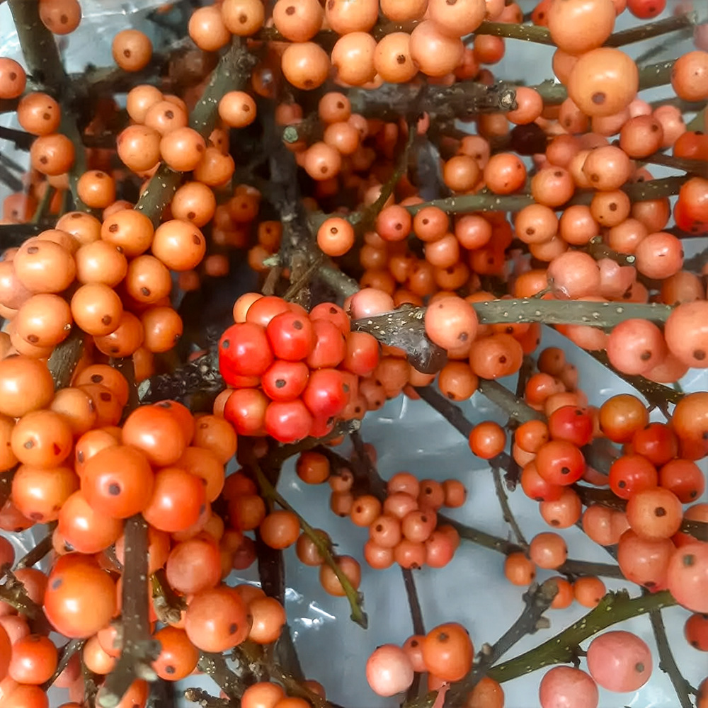 Ilex Cresgold by eljlightflowers