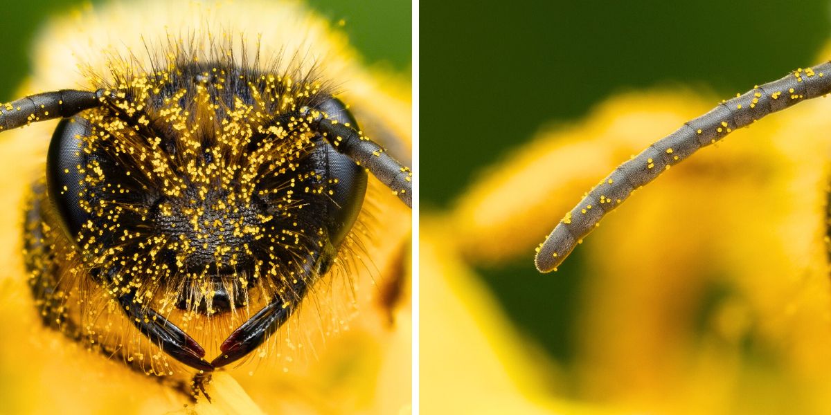 Bee filled with pollen