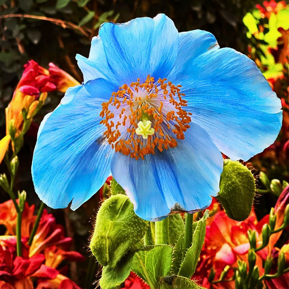 The rare Himalayan blue-colored poppy