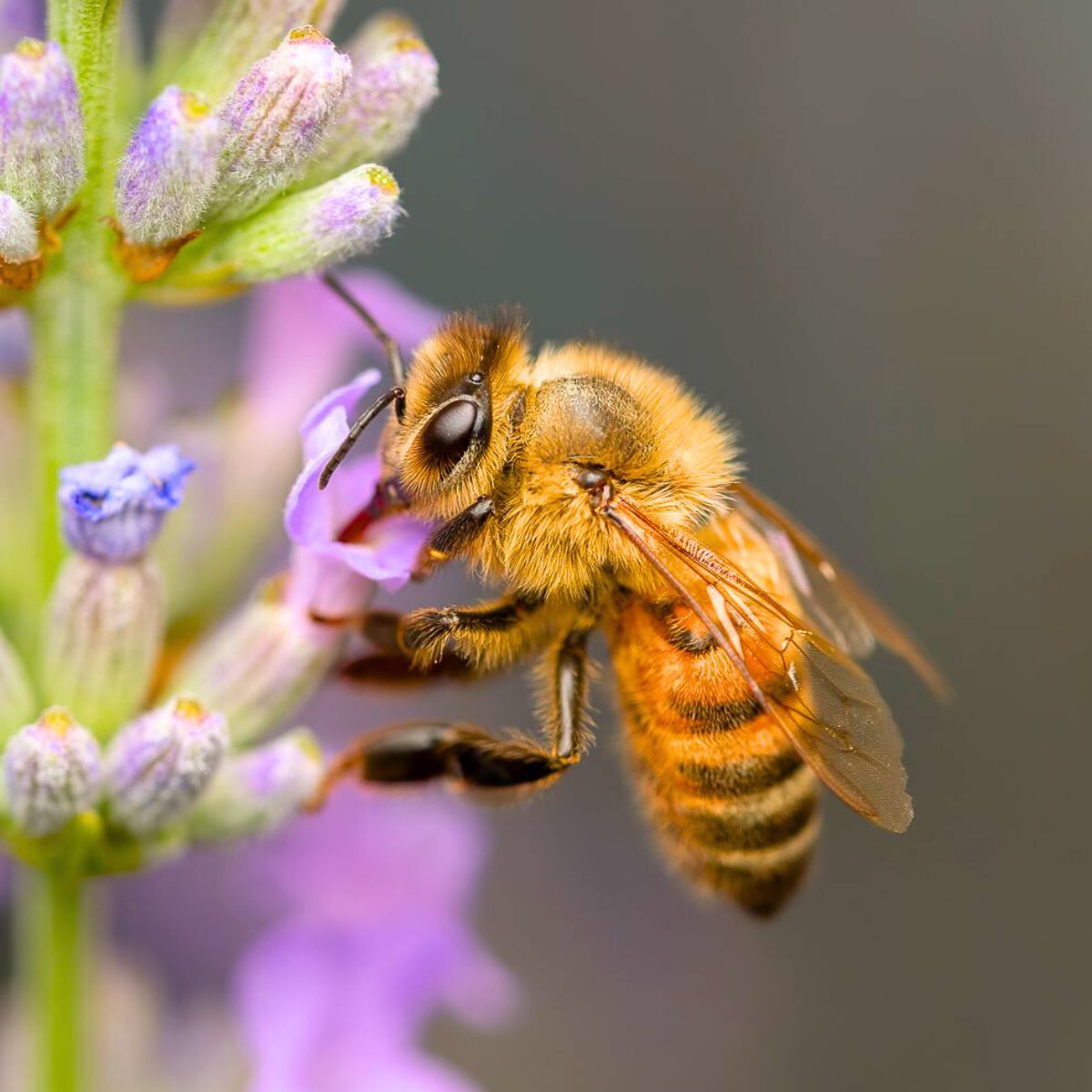 A bee feeding from a flower