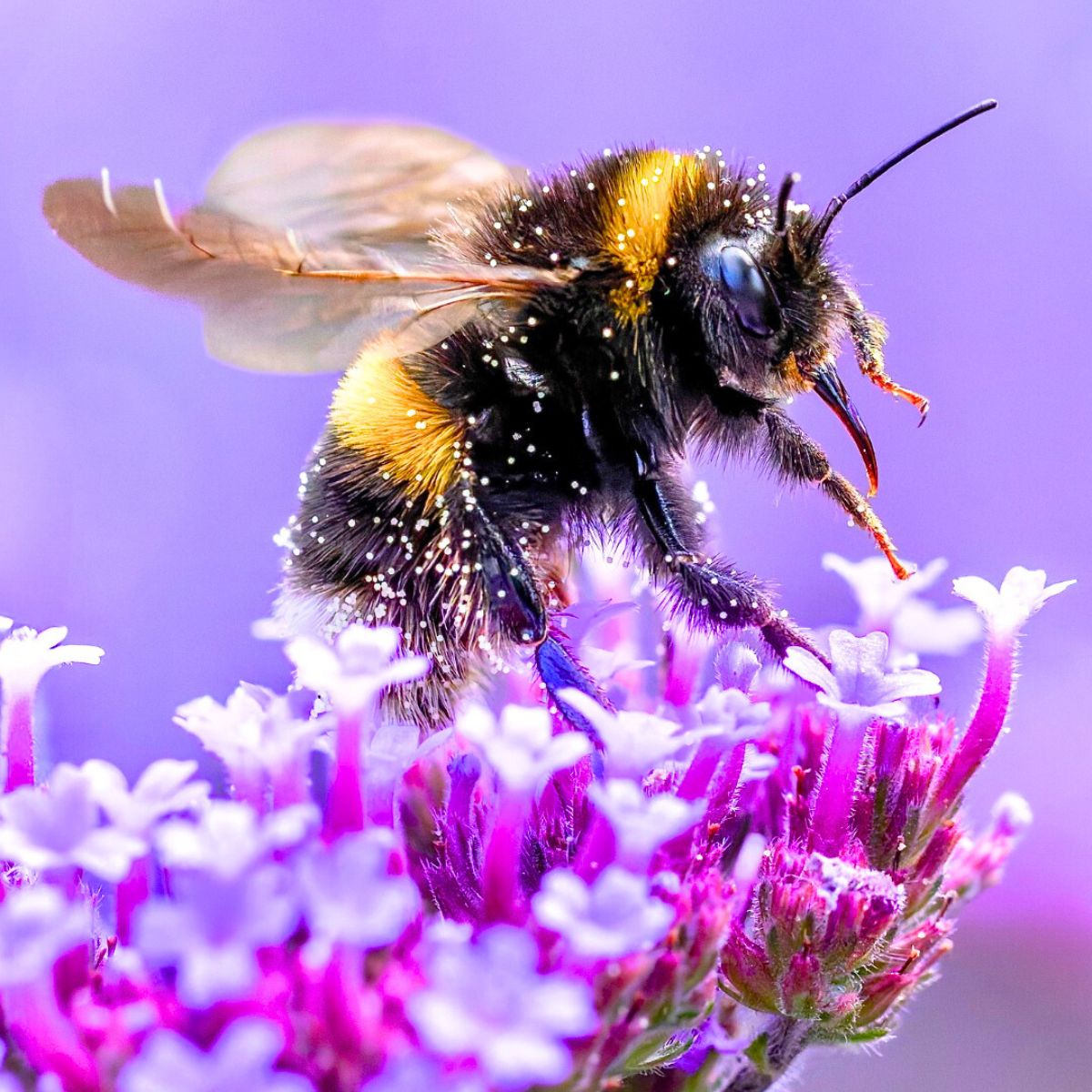 A bee on a purple flower pollinating it