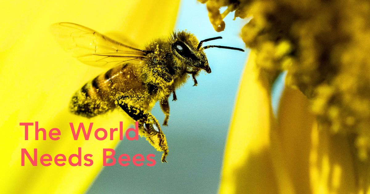 Bees are flower pollinators