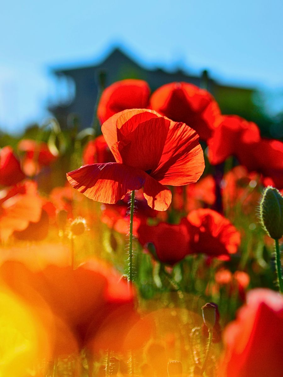 poppy flowers are associated with Memorial Day and offered to lost soldiers and in war memorials