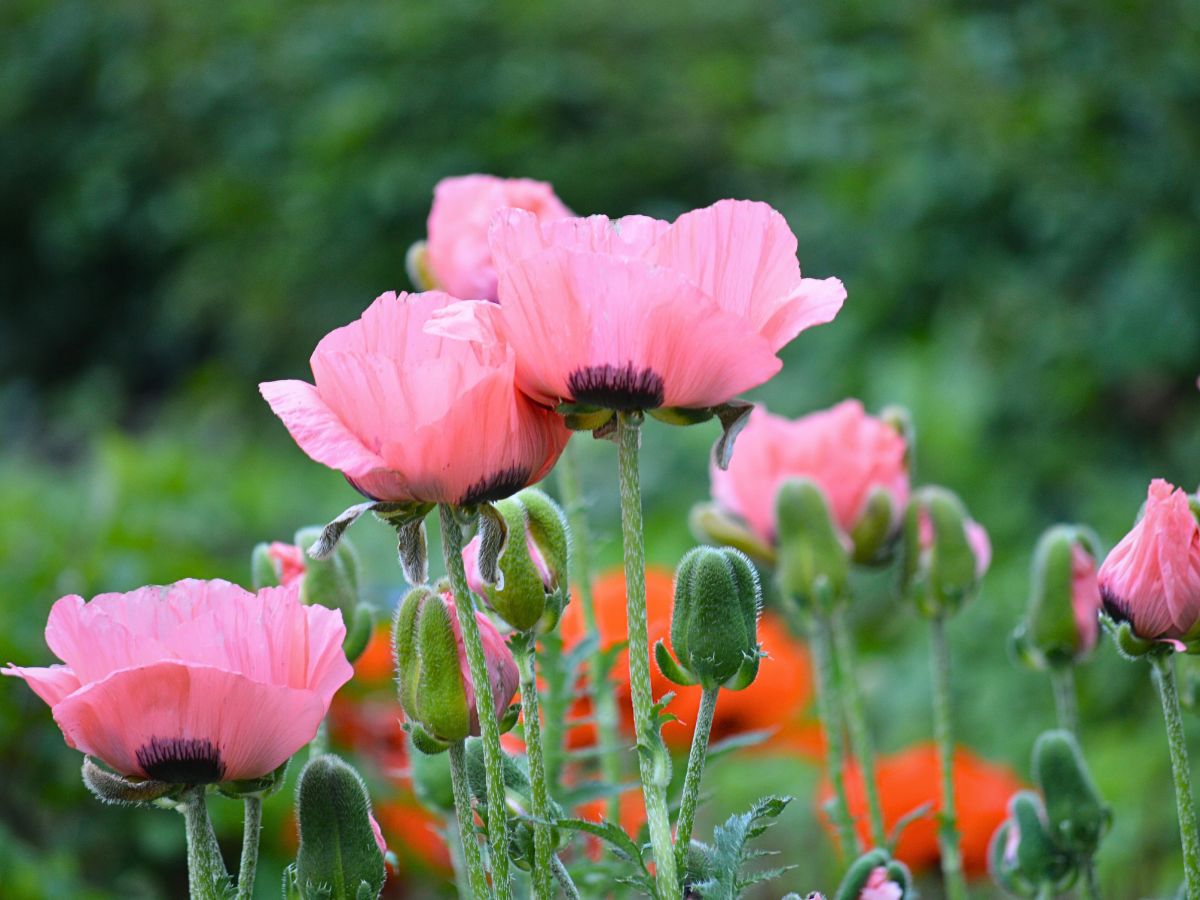 pink flowered poppies