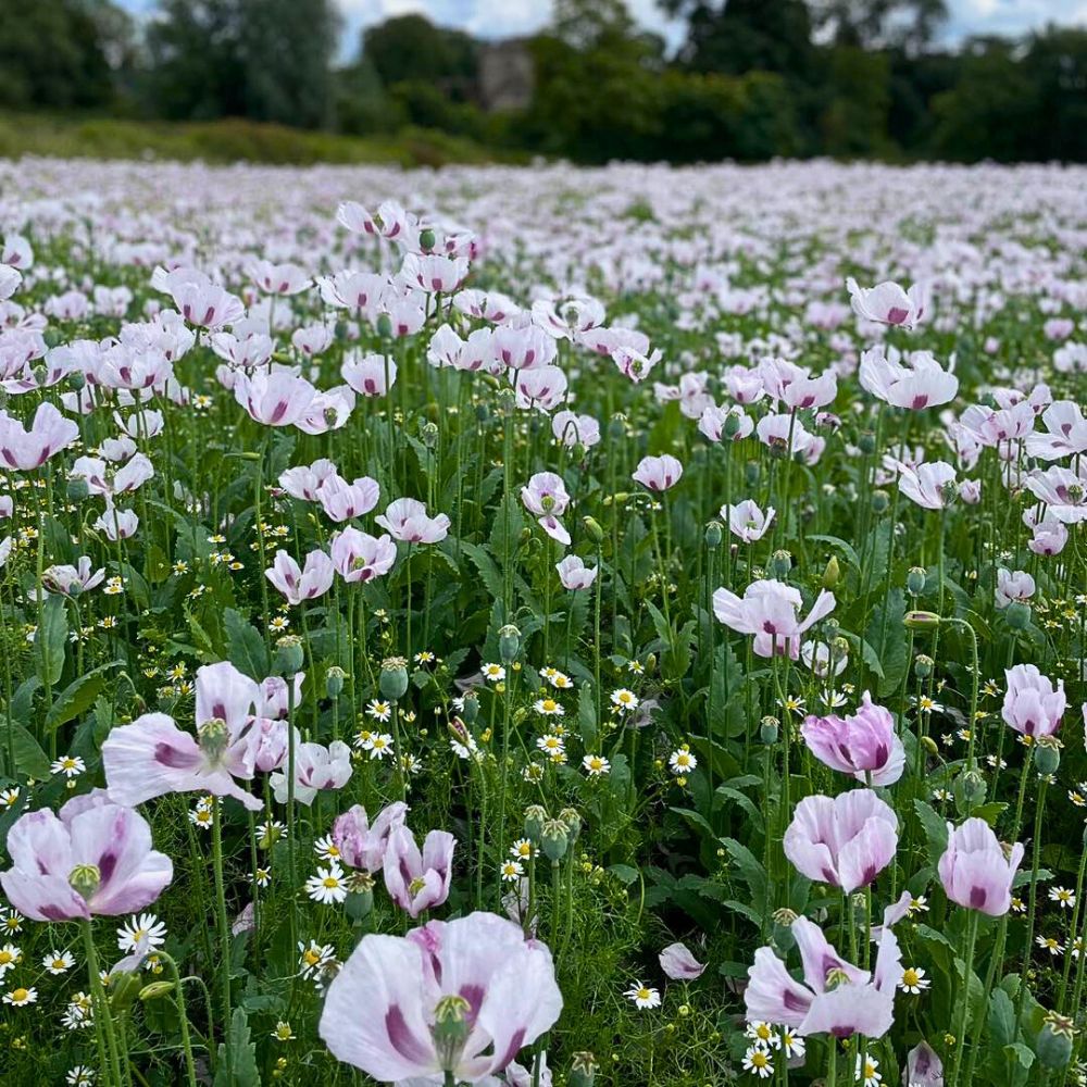 field of poppy flowers; these flowers also hold significant symbolism in form of national events like National Poppy Day