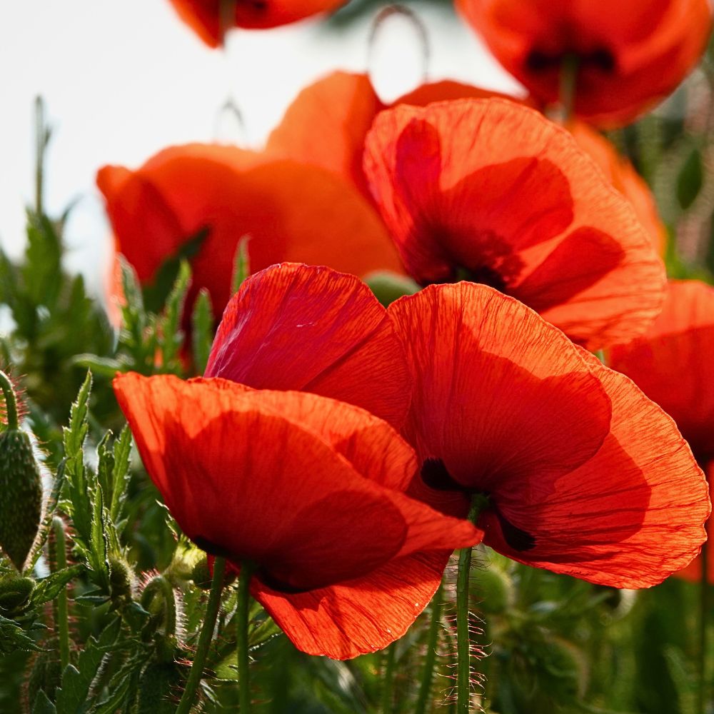 beautiful petals of the poppy flowers