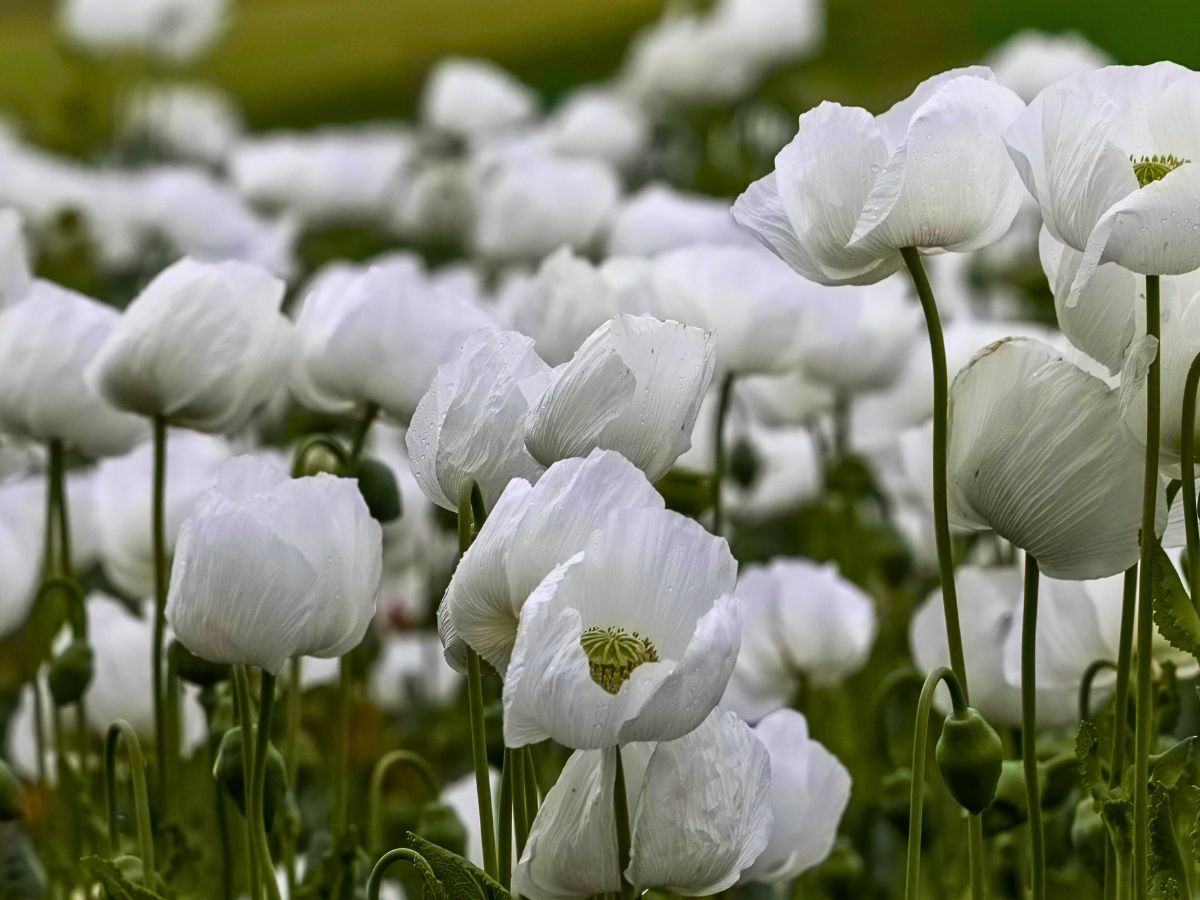 white poppy flowers