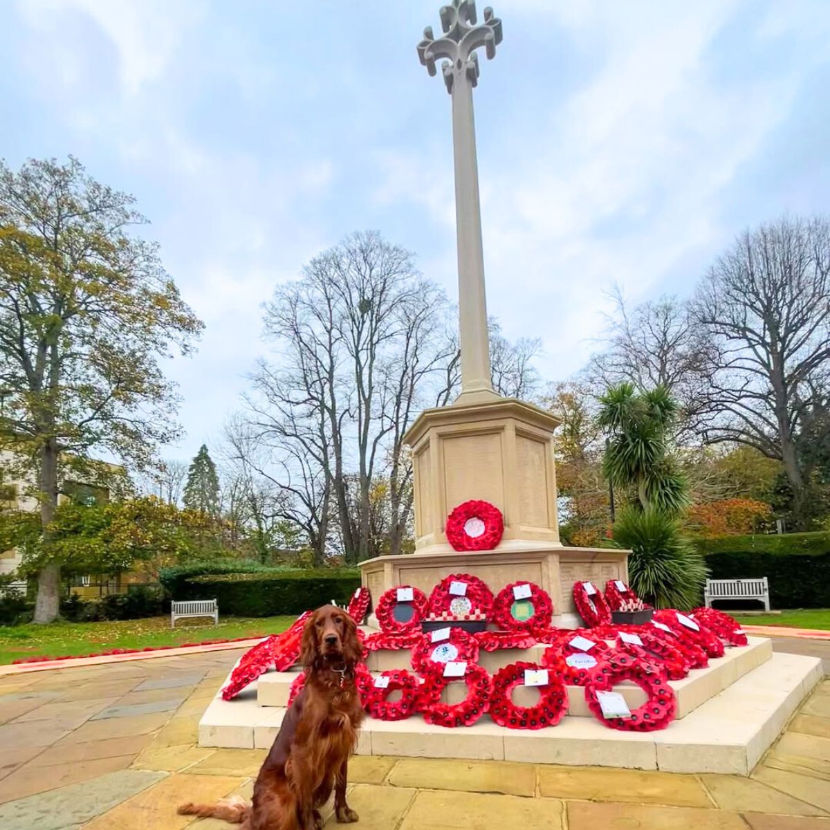Dog with red poppy flowers