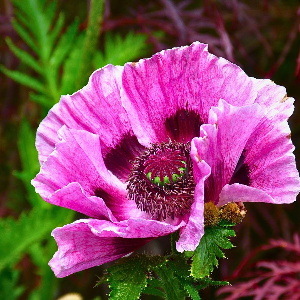 Poppy Flower Meaning and Symbolism 