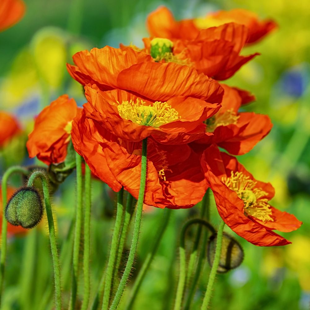 Orange poppies