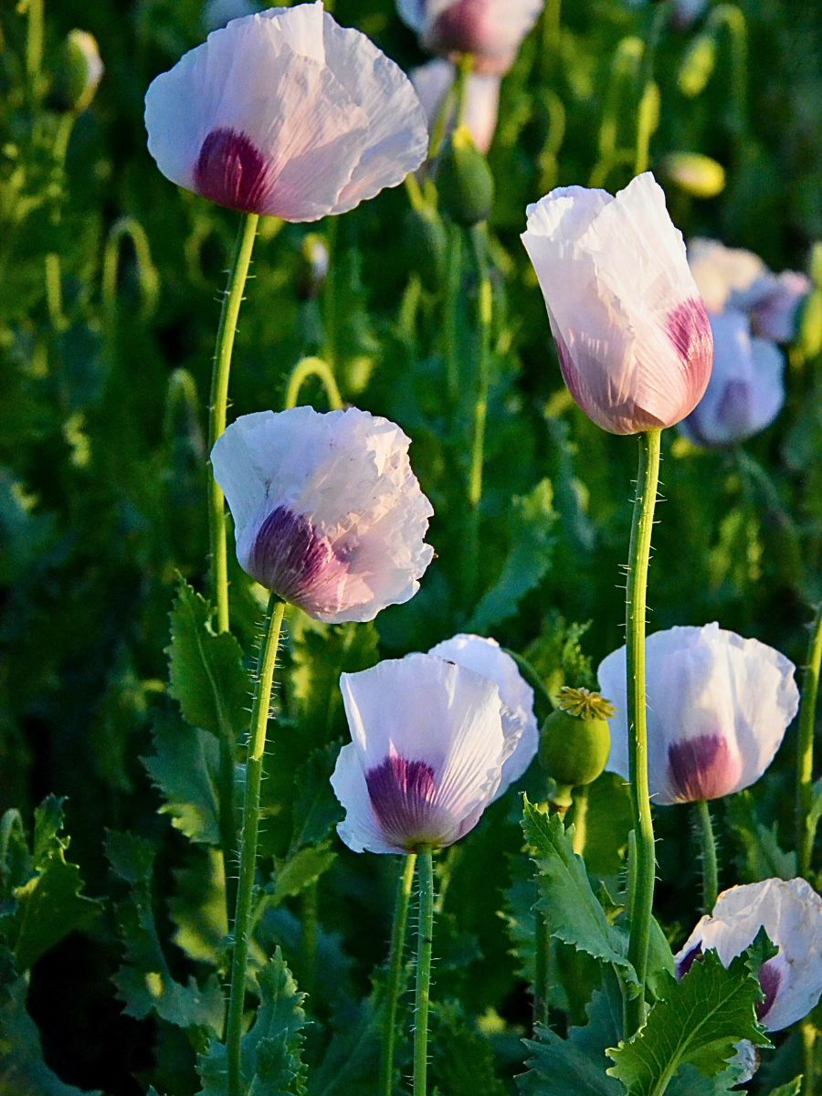 Poppy Flower Meaning and Symbolism Across Different Cultures - Thursd Article