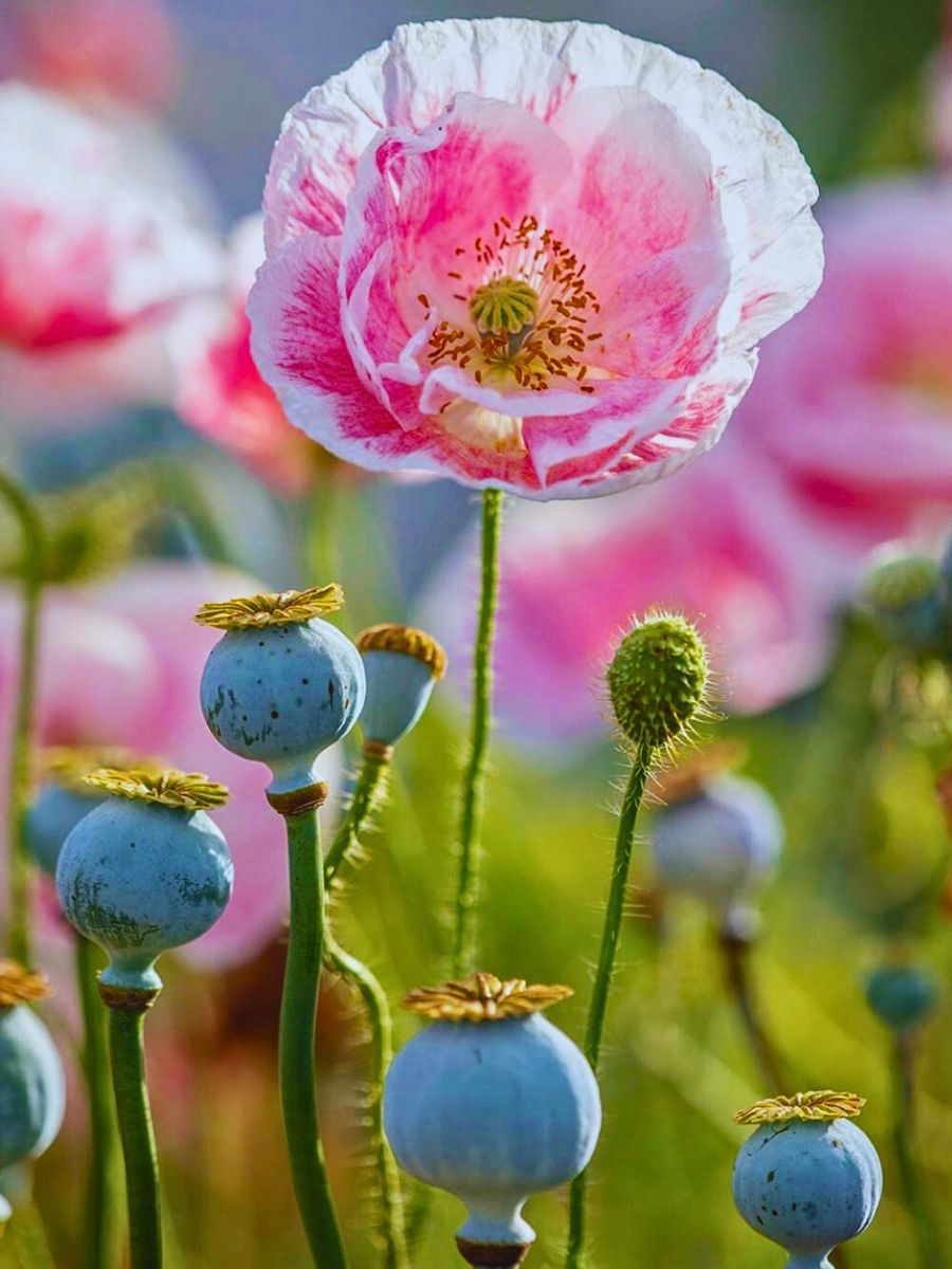 corn poppy before flowering alongside pink poppies