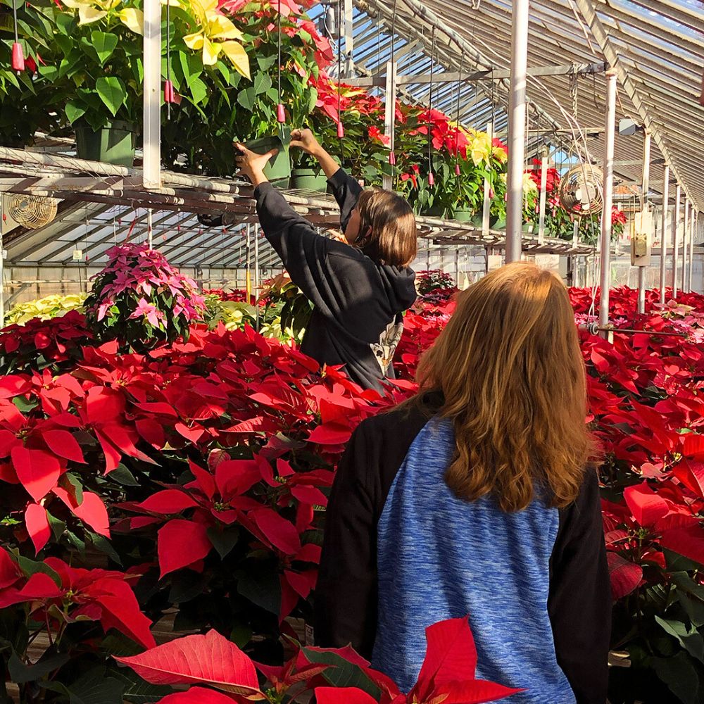 A greenhouse full of ready Poinsettias for the season - the season is important and lucrative for the Poinsettia industry
