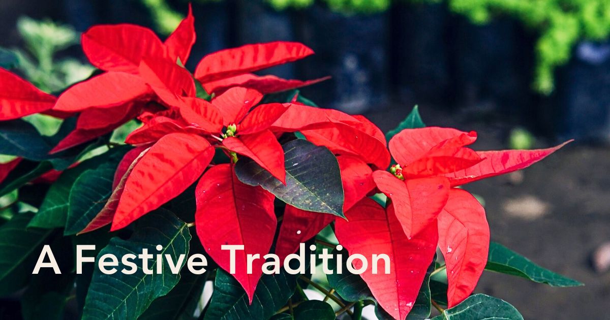 National Poinsettia Day