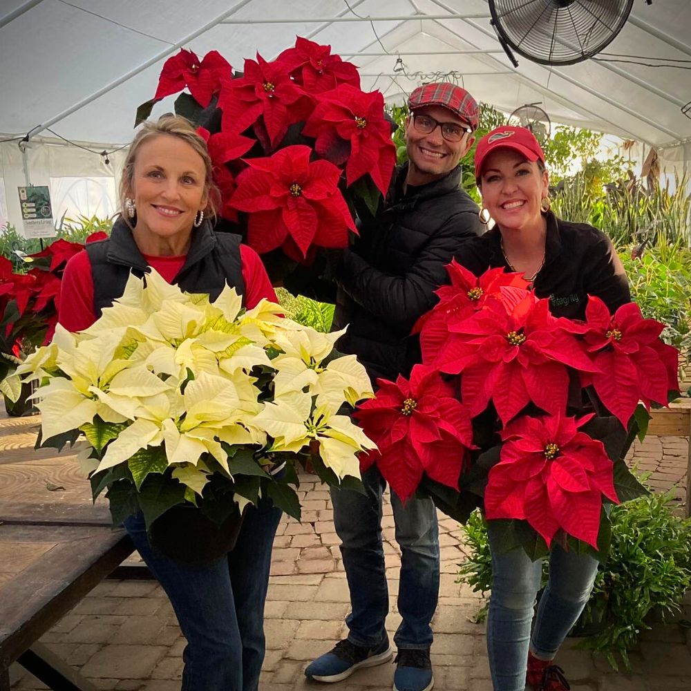 The joy of holding well-grown healthy poinsettias, botanically known as Euphorbia pulcherrima