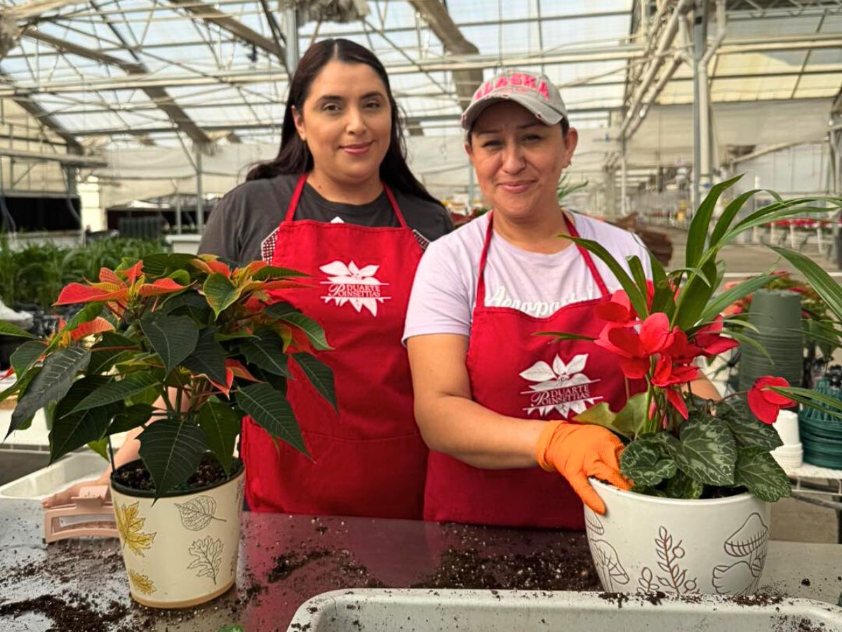 Poinsettia plants that are starting to flower