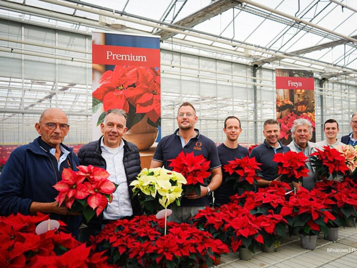 Dummen Orange, ready for the Poinsettia and Christmas season