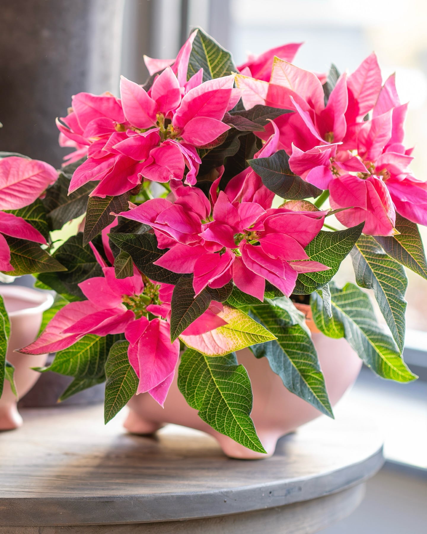 Pink poinsettia plant