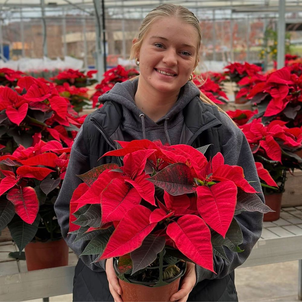 Poinsettia can be seen more often during early December around local botanical gardens