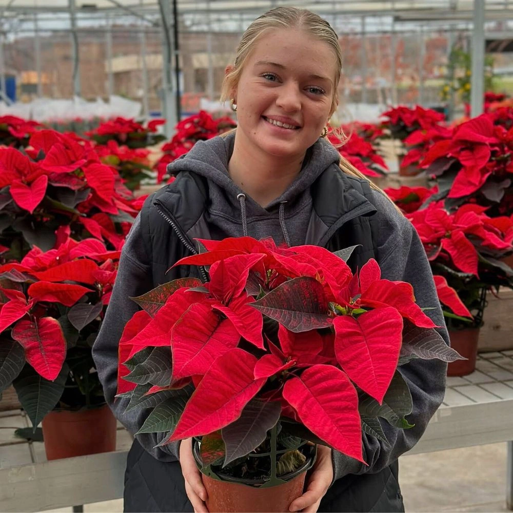 National Poinsettia Day