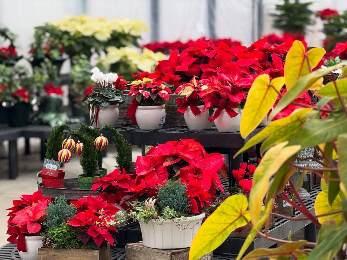 National Poinsettia day is celebrated on December 12 every year