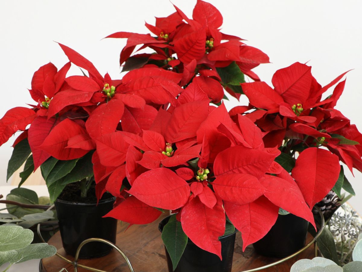 poinsettia used to decorate a table