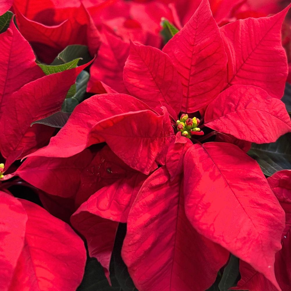 Poinsettia flower meaning