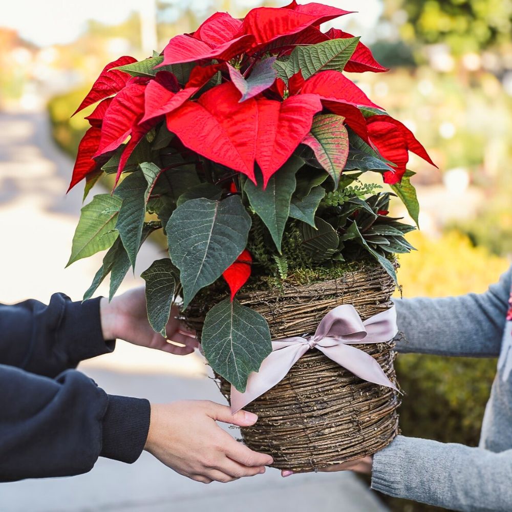 Poinsettia flower meaning
