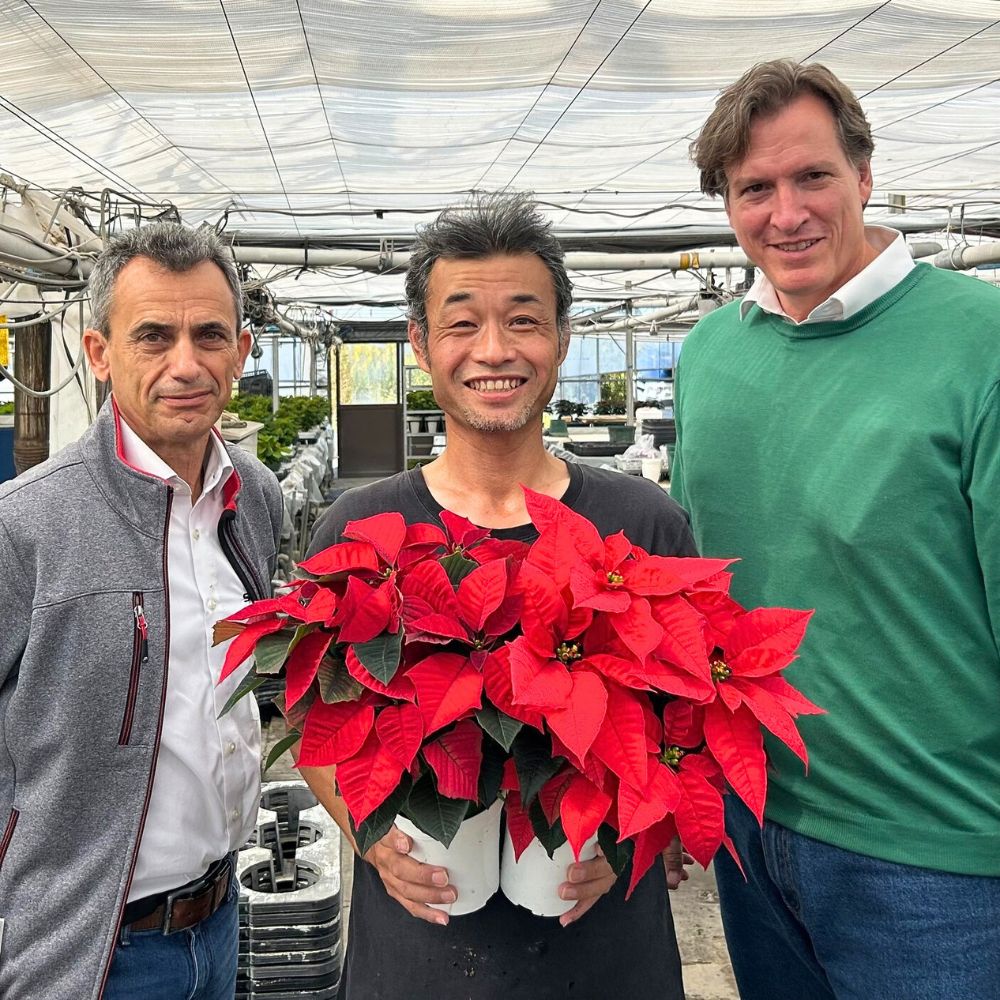 Poinsettia flower meaning