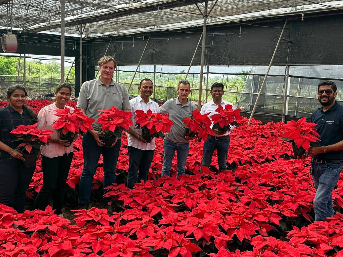 Poinsettia flower meaning