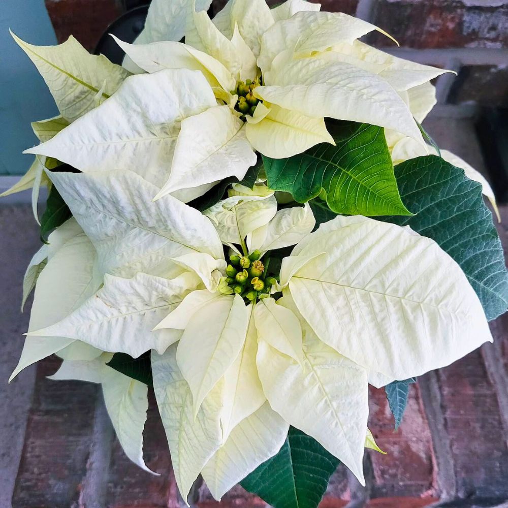 Poinsettia flower meaning